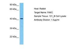 FAXC Rabbit anti-Human, Polyclonal, Novus Biologicals 0.1ml; Unconjugated:Antibodies,